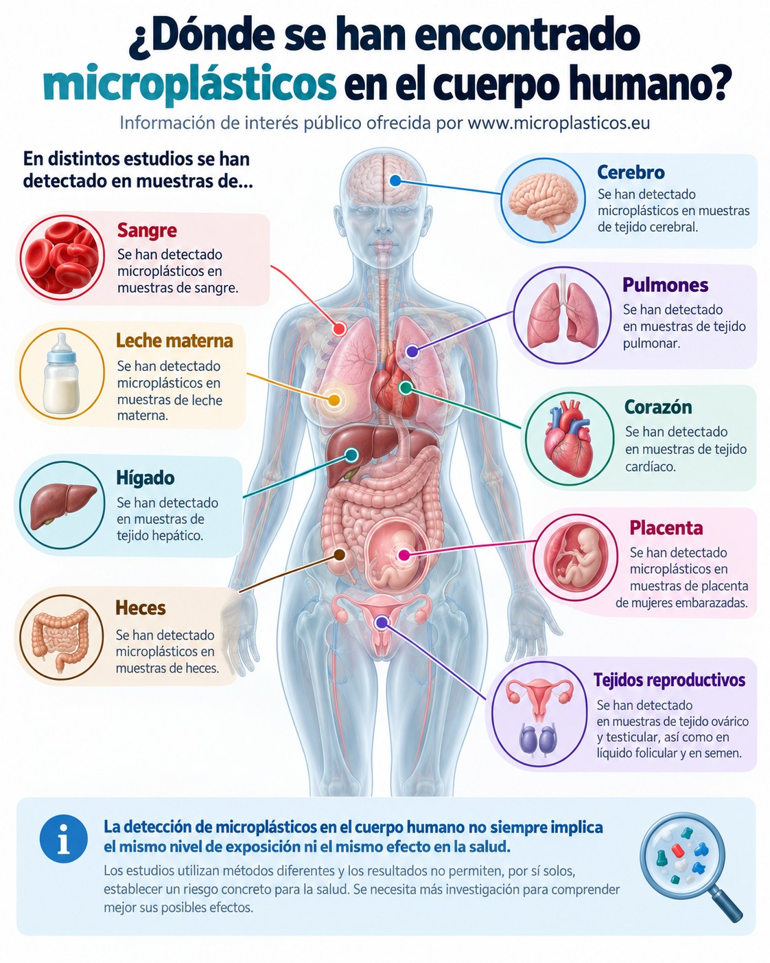 Infografía sobre Microplásticos en el cuerpo humano: ¿dónde se han encontrado?